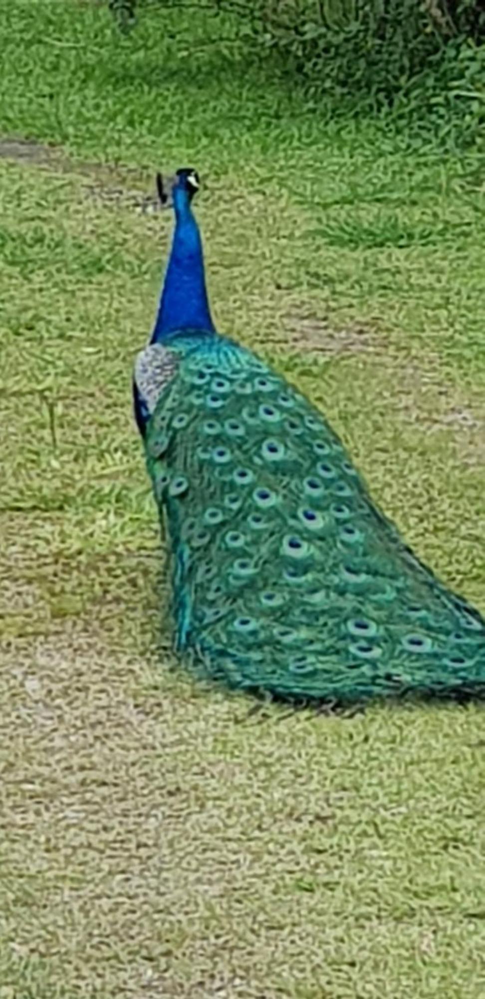 Bela Chácara Suzano Quarto foto