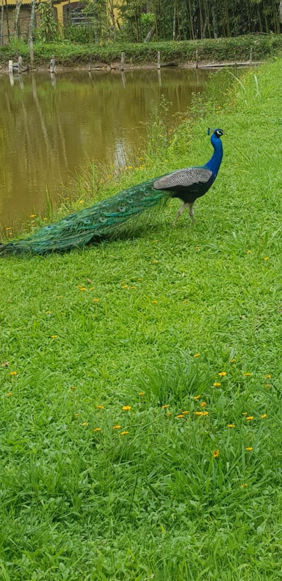 Bela Chácara Suzano Quarto foto